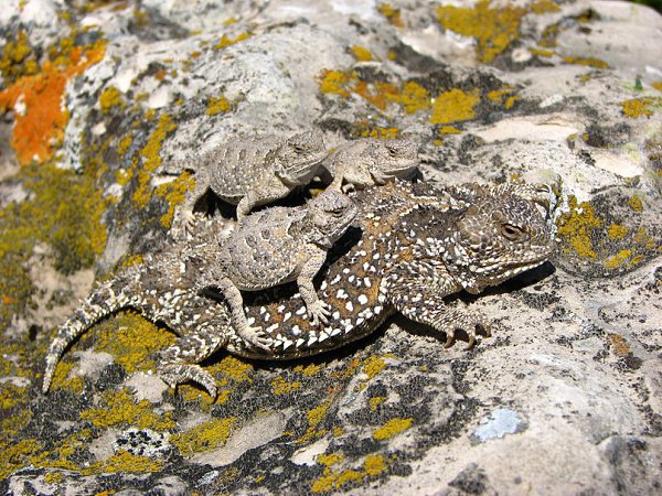    Phrynosoma hernandesi