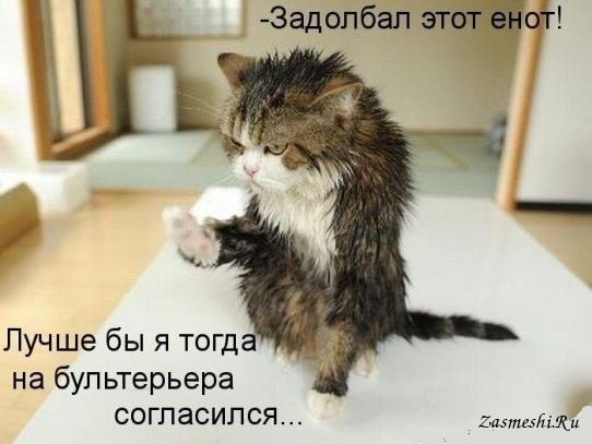 Английский бультерьер. - 1 мая 2015 в 15:34