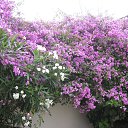 ���� Iga, ������� - ��������� 11 �������� 2015 � ������ ���� ����������