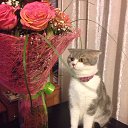  , --, 54  -  16  2015    