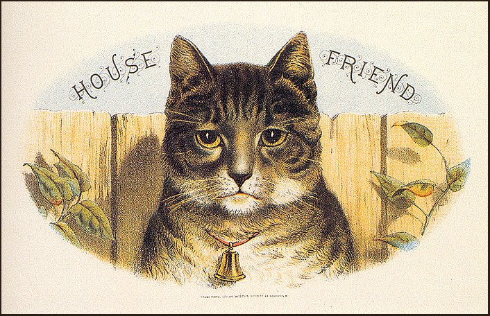 Cat in Old Ilustratives /     - 13