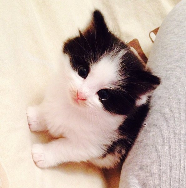 Рубрика #котизм_доброта #ульяновск@catism.УльяновскИщем самых заботливых и добрых хозяев этому ... - 2