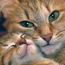 ���� ����, ����� - ��������� 18 �������� 2015 � ������ �PetLove�