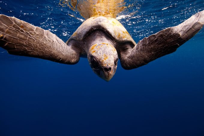      Jorge Cervera Hauser. - 12