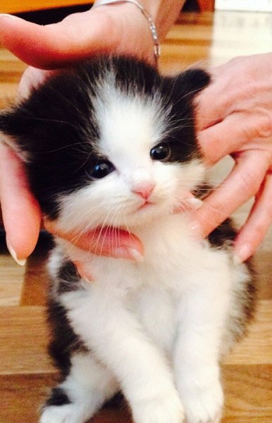 Рубрика #котизм_доброта #ульяновск@catism.УльяновскИщем самых заботливых и добрых хозяев этому ...