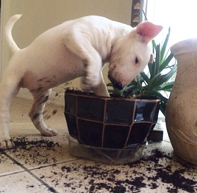 Английский бультерьер. - 5 мая 2015 в 04:22