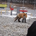���� ������� ����������, ������, 73 ���� - ��������� 7 �������� 2015