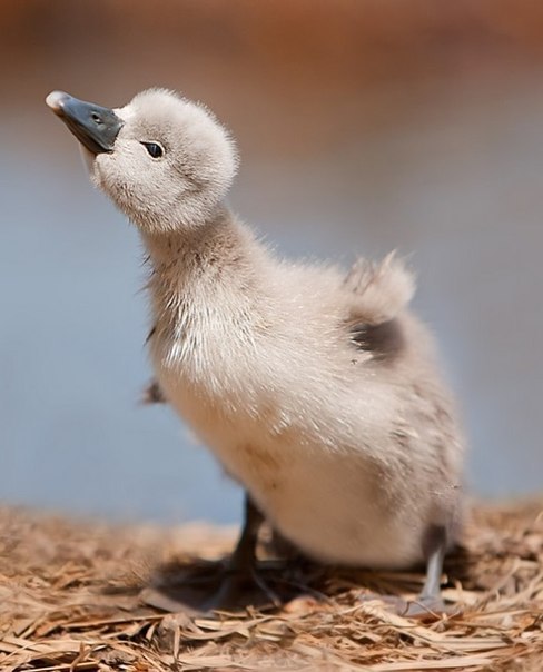  Stefano Ronchi. - 6