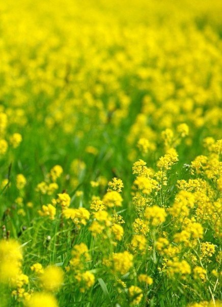 Хорошего ВСЕМ дня)))).Главное правильно дышать:Вдыхать Счастье...Выдыхать Добро... - 6