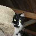  , -, 54  -  12  2015   