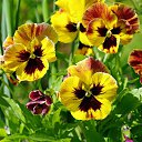 ���� �������, ������ - ��������� 24 ��� 2015 � ������ ���� ����������