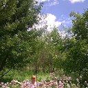  ,  , 67  -  29  2015    2015