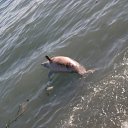 �������� ����������, ����� ����� �� ������� ����������