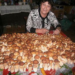 �������, ����, 52 ����