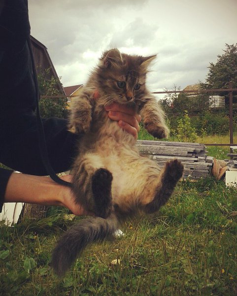 Рубрика #котизм_доброта #москва@catism #МО@catism #воскресенск@catism.Около месяца назад нашли эту ... - 3