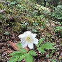 ���� ������, �����-��������� - ��������� 16 ��� 2015 � ������ ����� (���� vs ����)�