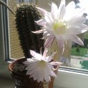 ���� �, �������, 62 ���� - ��������� 8 �������� 2015 � ������ ���� ����������