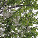 ���� ������, ������������, 51 ��� - ��������� 1 ��� 2015 � ������ �������