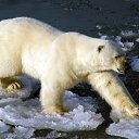 ���� ��������, ����� - ��������� 9 ��� 2015 � ������ �������