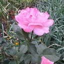  , - -  20  2015    .