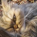  Alsror, , 57  -  8  2015