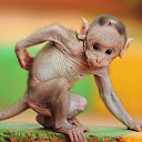  Irina, , 56  -  1  2015    