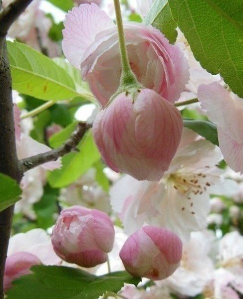  ,  ,    ,       . - 6