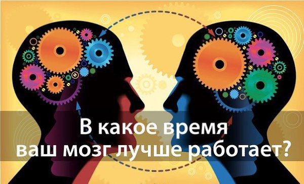 Когда наш мозг способен на максимум проявлять работоспособность: 1. С 6 до 7 утра – «окно», когда ...