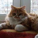 ���� �������, �������, 71 ��� - ��������� 28 ��� 2015