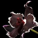 ���� Lexy, ������ - ��������� 30 ��� 2015