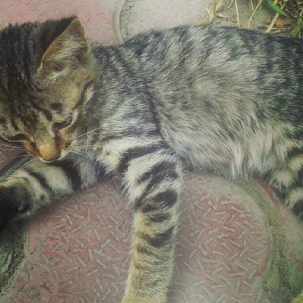 Рубрика #котизм_доброта #алматы@catism.Алматы (возможна доставка)У всех детей в мире должен быть ...