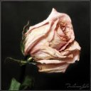  Ojofo( ),  -  24  2015    