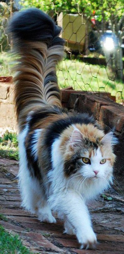 The Tail Of This Cat Is My Spirit Animal