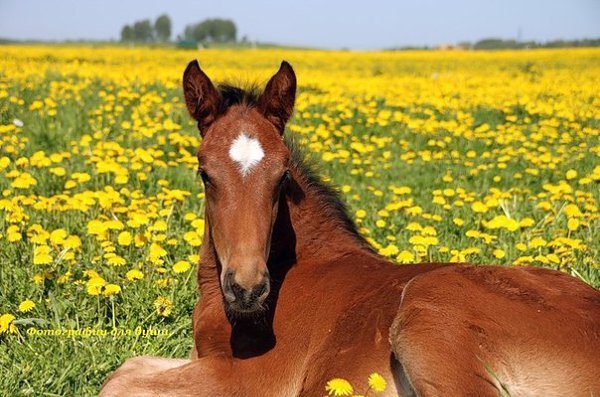 Хорошего ВСЕМ дня)))).Главное правильно дышать:Вдыхать Счастье...Выдыхать Добро... - 4