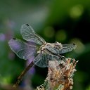 ���� Feruza, ������ - ��������� 20 ��� 2015 � ������ ���� ����������