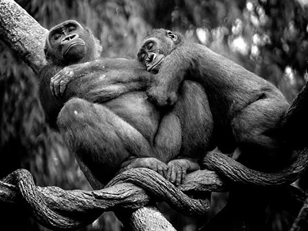   .#animal@travel.blog - 5