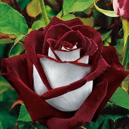 �����, ��������� ������, 85 ���