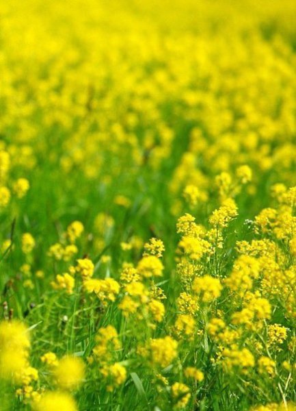 Хорошего ВСЕМ дня)))).Главное правильно дышать:Вдыхать Счастье...Выдыхать Добро... - 6