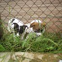 ���� �����, �����-���������, 77 ��� - ��������� 26 ���� 2015 � ������ ���� ����������