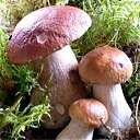 ���� �����, ����, 82 ���� - ��������� 6 ������� 2015 � ������ ��������