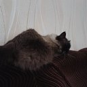  N..., , 47  -  2  2015       )))