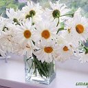 ���� ���k�, ����������, 63 ���� - ��������� 3 ������� 2015 � ������ ����������