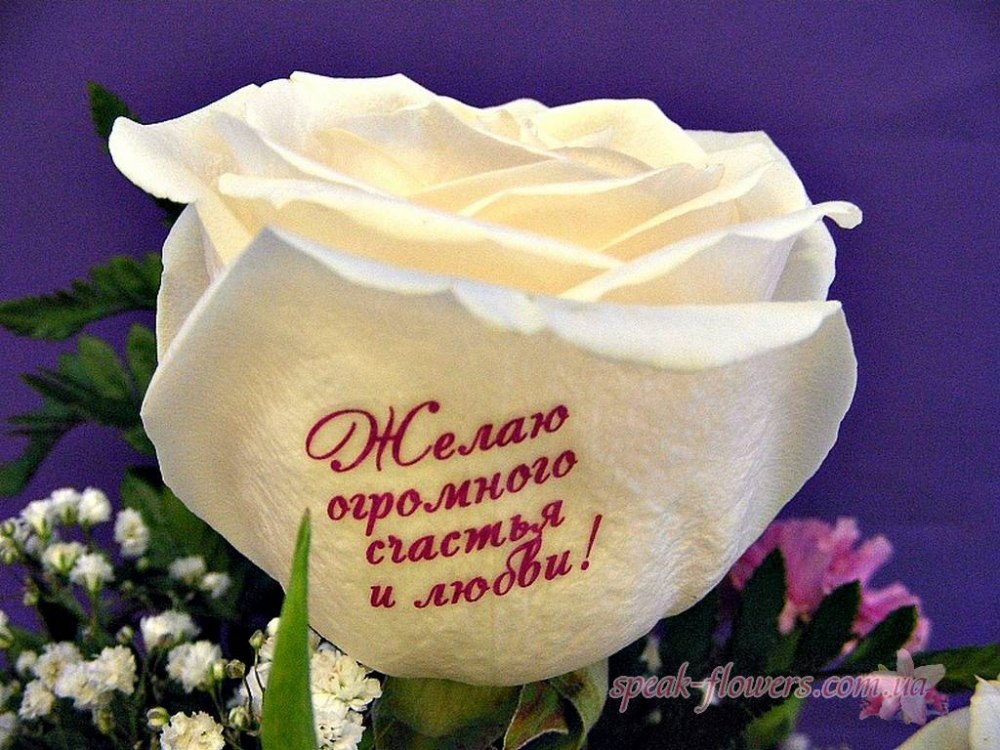 Картинки красивые букеты с надписями. Надпись цветы. Красивый букет роз с пожеланием. Красивые букеты роз с надписью. Букет цветов для любимой.