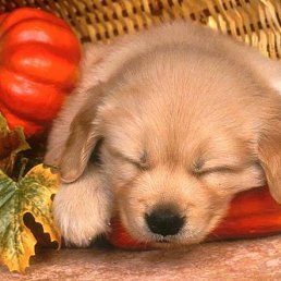 ���� ��������, ������ - ��������� 19 ���� 2015