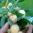 ���� O���, ����������, 57 ��� - ��������� 12 ��� 2015 � ������ ���� ����������