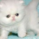 ���� �������, ���, 61 ��� - ��������� 14 ��� 2015 � ������ ���� ����������