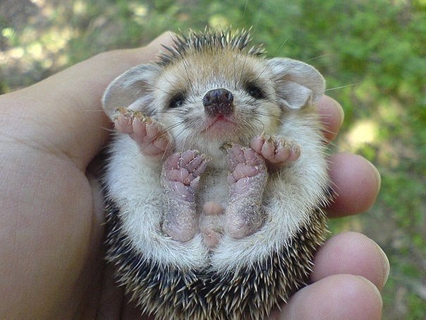     ,     .#animal@travel.blog - 6