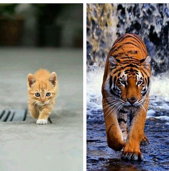 ,  )