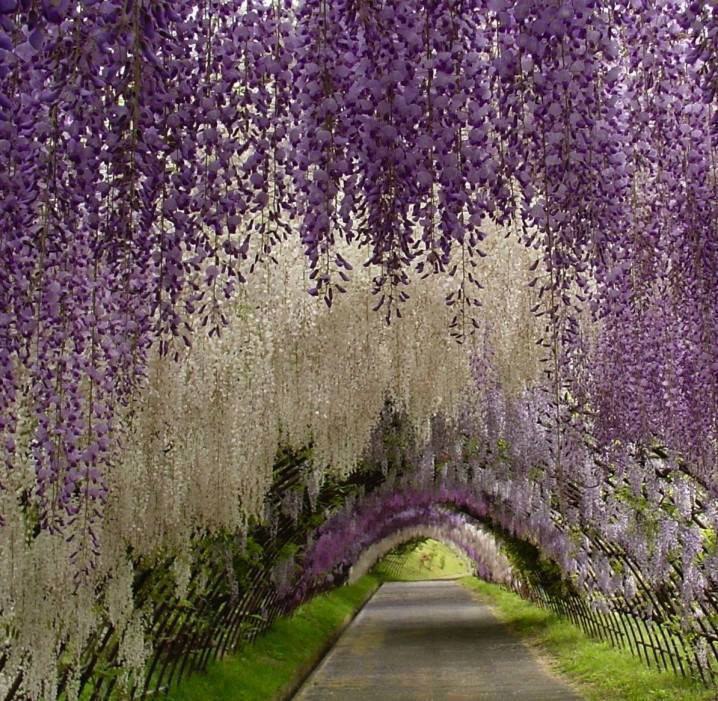 Kawachi Fuji Garden.   ,  - 4