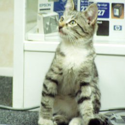 ���� �����, ���������, 42 ���� - ��������� 11 ���� 2015